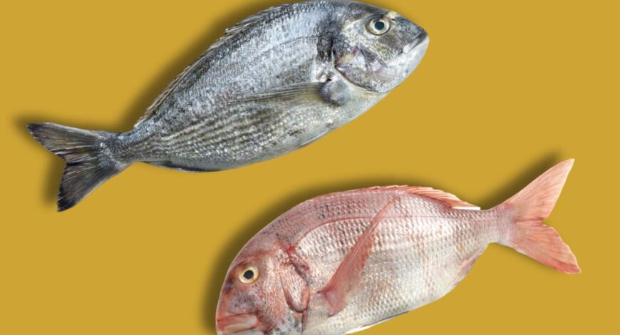 ¿Pescado Azul o Blanco? Guía Completa para Entender sus Diferencias y Beneficios