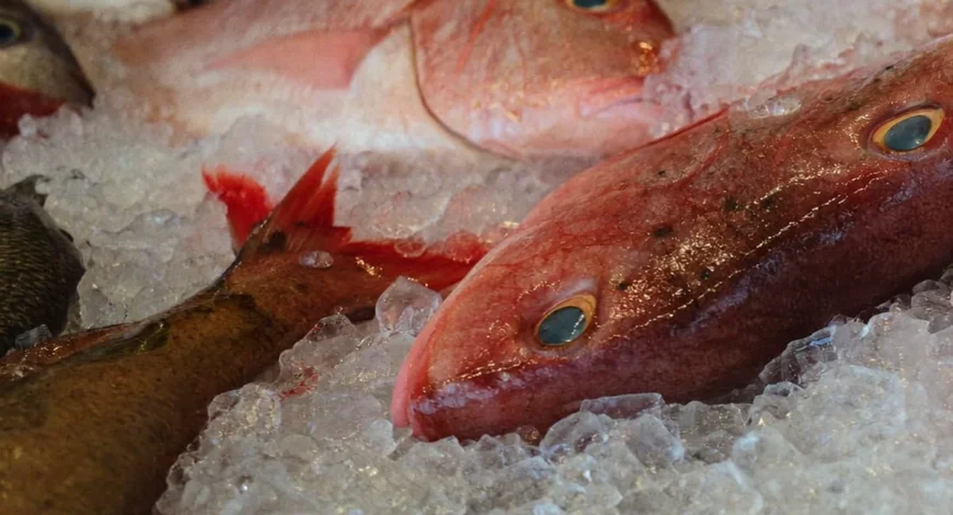 Pescados enteros frescos sobre hielo con ojos claros y brillantes, señal de pescado de calidad